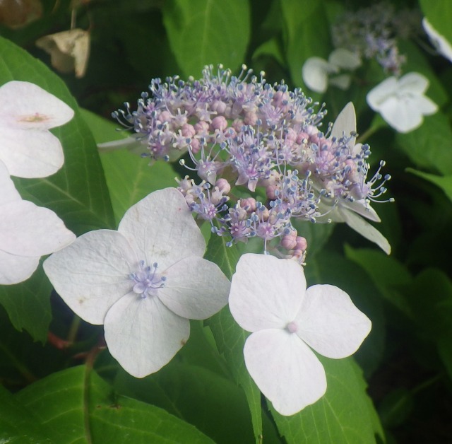 【中古】 「あなたしか咲かせられない花」になりなさい この植物は、花が、咲いている？咲いていない？ - 兵庫県立人と自然の